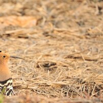 SIGMA(シグマ)のレンズ APO 50-500mm F4.5-6.3 DG OS HSM