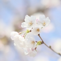 CANON(キヤノン)のレンズ EF50mm F1.2L USM で撮影した写真(画像