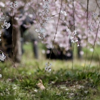 ❤️エモい写真パシャ★キヤノン EF 135mm F2.8 ソフトフォーカス❤️ EF135mm f2.8 soft focus | ほぼジャンクな機材で綴る写真の魔法