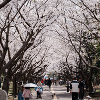 葛西臨海公園の桜