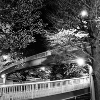 CANON(キヤノン)のレンズ EF-S18-200mm F3.5-5.6 IS で撮影した