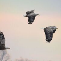 SIGMA(シグマ)のレンズ APO 50-500mm F4.5-6.3 DG OS HSM