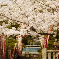 KYOCERA(京セラ)のレンズ Carl Zeiss Sonnar T* 135mm F2.8 (MM) で