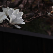 TAMRON(タムロン)のレンズ 28-300mm F/3.5-6.3 Di VC PZD (Model
