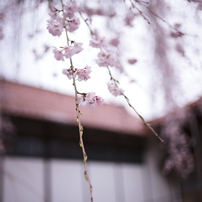 LEICA(ライカ)のレンズ ズミルックスM f1.4/35mm ASPH. 11726