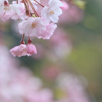 CANON(キヤノン)のレンズ EF-S55-250mm F4-5.6 IS STM で撮影
