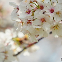 SONY(ソニー)のレンズ E 55-210mm F4.5-6.3 OSS SEL55210 で撮影