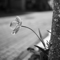 LEICA(ライカ)のレンズ ズミルックスM f1.4/35mm ASPH. 11726