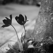 LEICA(ライカ)のレンズ ズミルックスM f1.4/35mm ASPH. 11726