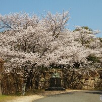 桜にご満悦