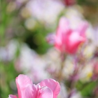 CANON(キヤノン)のレンズ EF-S55-250mm F4-5.6 IS で撮影した