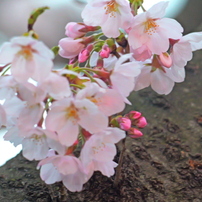 SIGMA(シグマ)のレンズ 100-400mm F5-6.3 DG DN OS [ライカL用
