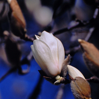 NIKON(ニコン)のフィルムカメラF100 で撮影した写真(画像)一覧- 写真