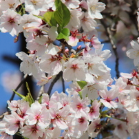 SIGMA(シグマ)のレンズ 18-200mm F3.5-6.3 DC OS (ｷﾔﾉﾝ用) で