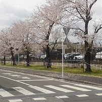 済生会宇都宮病院の桜並木（4月11日）