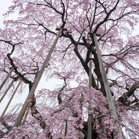 三春滝桜
