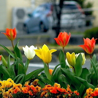 2025 花・春２
