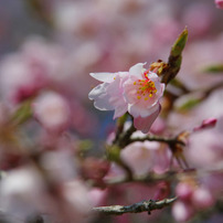 PENTAX(ペンタックス)のレンズ smc PENTAX-DA 55-300mm F4-5.8ED