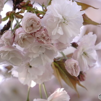 SONY(ソニー)のレンズ E 55-210mm F4.5-6.3 OSS SEL55210 で撮影