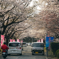 写真エッセイ：さくら宇宙公園さくら祭り１：NTW593