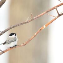 SIGMA(シグマ)のレンズ APO 50-500mm F4.5-6.3 DG OS HSM