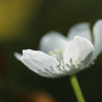 花草木　９３
