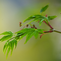 SIGMA(シグマ)のレンズ APO 70-300mm F4-5.6 DG MACRO (ﾍﾟﾝﾀｯｸｽ