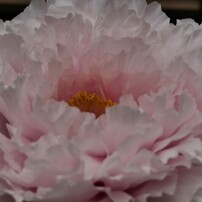 KYOCERA(京セラ)のレンズ Carl Zeiss Sonnar T* 135mm F2.8 (MM) で