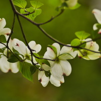 KYOCERA(京セラ)のレンズ Carl Zeiss Sonnar T* 135mm F2.8 (MM) で