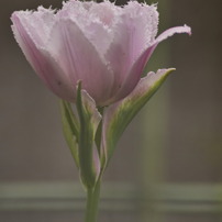 KYOCERA(京セラ)のレンズ Carl Zeiss Sonnar T* 135mm F2.8 (MM) で