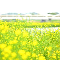 NIKON(ニコン)のレンズ Ai Nikkor 105mm F1.8S で撮影した写真(画像