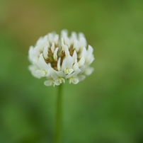 【中古】(コシナ) Cosina カールツアイス マクロプラナー T 2/50 ZE Amazon | Carl Zeiss Makro-Planar T* 2/50 ZE (キャノンEF