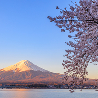 朝焼け富士と桜