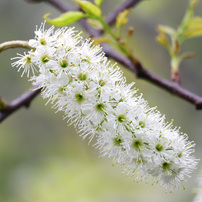 CANON(キヤノン)のレンズ EF-S55-250mm F4-5.6 IS STM で撮影