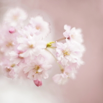 PENTAX(ペンタックス)のレンズ Super-Takumar 50mmF1.4 で撮影