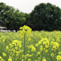 NIKON(ニコン)のフィルムカメラNew FM2 で撮影した写真(画像)一覧
