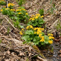 NIKON(ニコン)のレンズ AF-S DX Zoom-Nikkor 12-24mm f/4G IF-ED で