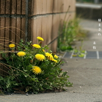 2025 花・春３
