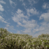 SIGMA(シグマ)のレンズ 10-20mm F3.5 EX DC HSM (ペンタックス用