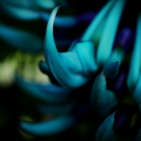 オリンパスズイコーデジタル 35mm F3.5 Macro 評価・作例】リーズナブルな標準マクロ ZUIKO DIGITAL 35mm F3.5