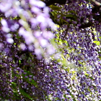 TAMRON(タムロン)のレンズ AF 28-200mm F/3.8-5.6 XR Di Aspherical