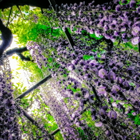 華（HaNa）
