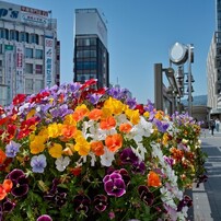 SIGMA(シグマ)のデジタルカメラSIGMA DP1 で撮影した写真(画像)一覧