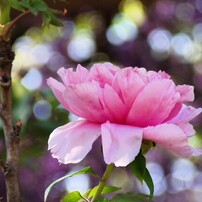 TAMRON - タムロン　ペンタックスK用18-200mmF3.5-6.3DiII XR A14 TAMRON - タムロン ペンタックスK用18-200mmF3.5-6.3DiII XR A14