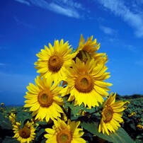 Yellow Flowers