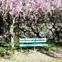 SIGMA(シグマ)のレンズ 18-200mm F3.5-6.3 DC OS (ｷﾔﾉﾝ用) で撮影した