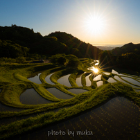輝く水田