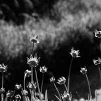 ❤️エモ写に❤️Nikon 18-200mm フィルム風描写✨ AF-S DX NIKKOR 18-200mm f/3.5-5.6G ED VR IIで撮影された写真