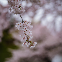 LEICA(ライカ)のレンズ ズミルックスM f1.4/50mm ASPH. 11729