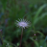 COSINA(コシナ)のレンズ Carl Zeiss Makro-Planar T* 2/50 ZK で撮影